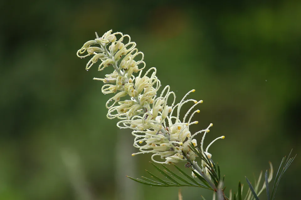 Cream grevillea flower among green foliage